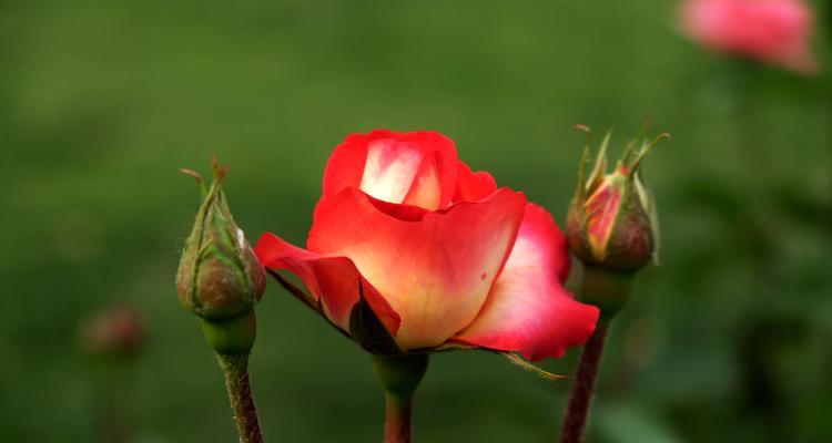 黄月季花的象征与意义（探究黄月季花的内涵及其文化背景）