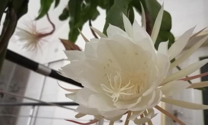 家中养昙花，吉利之兆（昙花开放的花语及对生活的启示）