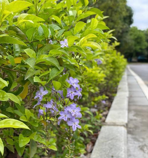 以假连翘的花语与寓意（探寻以假连翘的深刻含义）