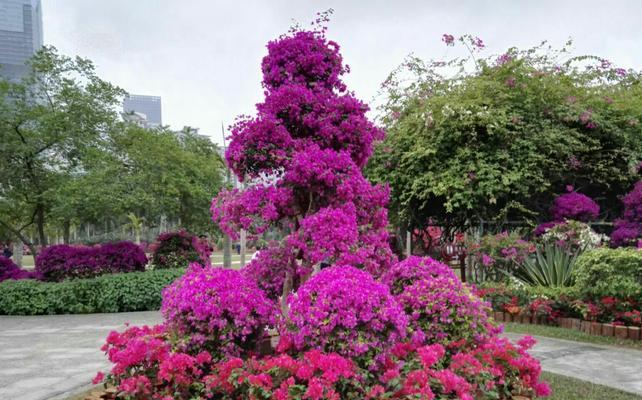 江门的市花——杜鹃花的花语寓意（探寻江门市花杜鹃花的魅力与意义）