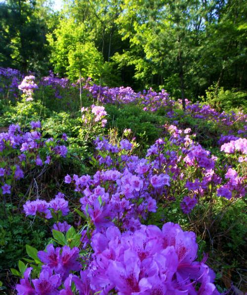 江门的市花——杜鹃花的花语寓意（探寻江门市花杜鹃花的魅力与意义）