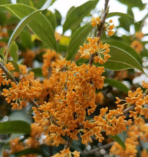 金桂花开（盛夏芬芳）