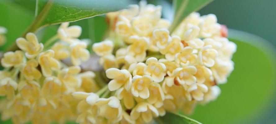 金桂花开（盛夏芬芳）