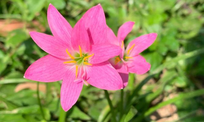 韭莲的花语（传递生命的勇气与希望）