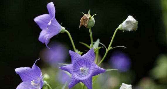 桔梗花的花语和寓意——祝福与希望（追寻美好的花海）