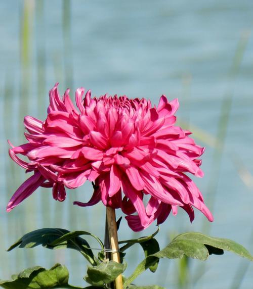 以菊花代表生肖的奥妙（探索生肖与菊花的意义）