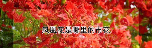 开封的市花——牡丹，花开富贵，国色天香（探秘开封市花的历史）