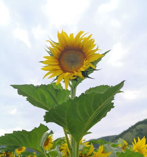 葵花的象征与寓意（探寻葵花在文化与艺术中的意义）