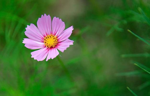 格桑花——的骄傲（市花格桑花的象征寓意）