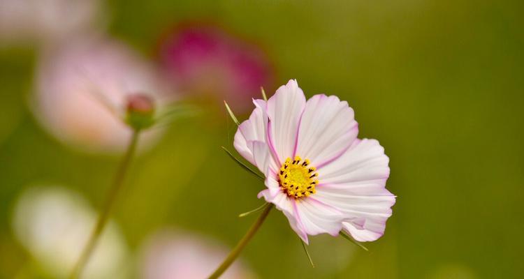 格桑花——的骄傲（市花格桑花的象征寓意）