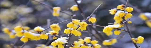 腊梅花的花语及代表意义（永恒的爱与希望——揭秘腊梅花的花语与象征意义）