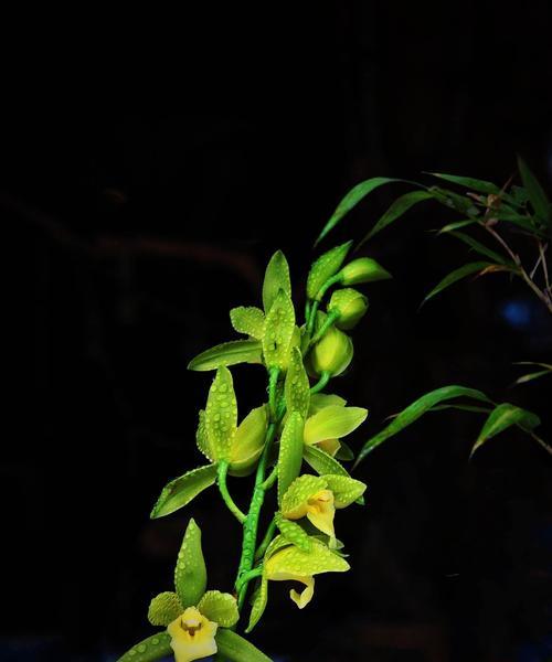 兰花草的象征意义与意思（解读兰花草的文化内涵与美学价值）