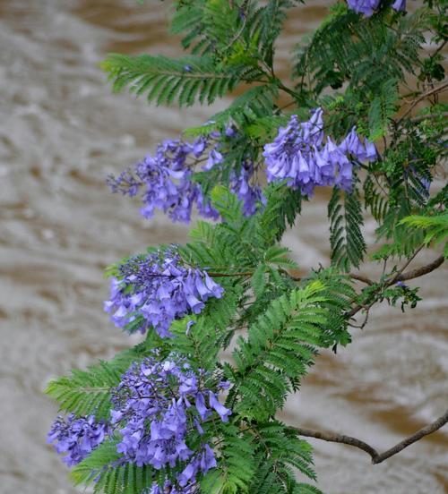 以蓝花楹的花语及寓意（蓝花楹的美丽与象征）