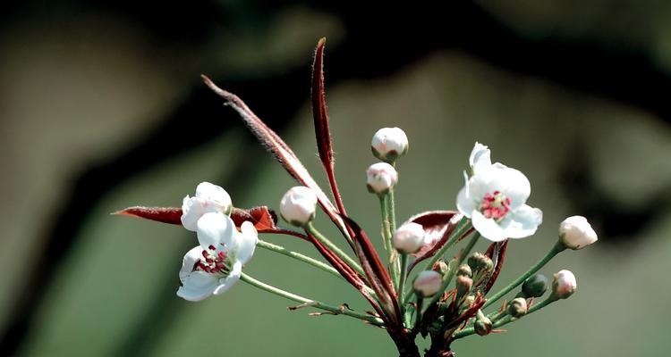 梨花花语之代表意义与传承（探寻梨花的花语）