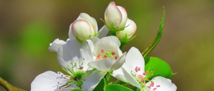 梨花花语之代表意义与传承（探寻梨花的花语）