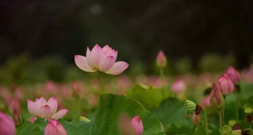 莲花传承生肖之美（探寻莲花在中国十二生肖中的象征意义）