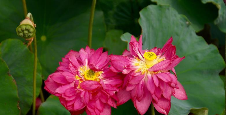 莲花的象征意义及其深刻寓意（莲花的精神境界和美丽寓意）