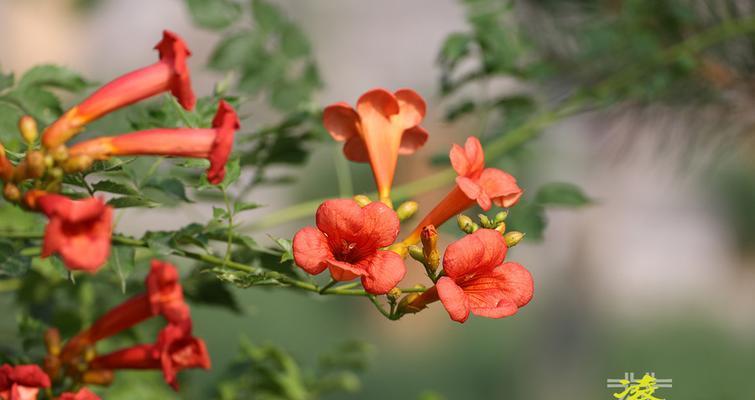 凌霄花（探寻凌霄花所代表的意义及其启示）