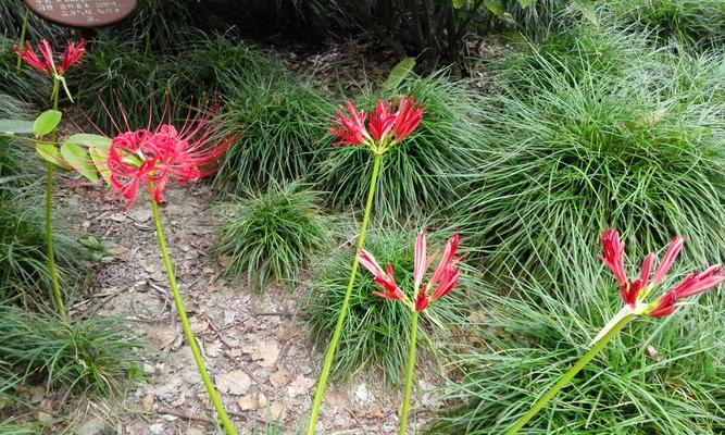 龙爪花的寓意与象征（展现力量与勇气的植物——龙爪花）