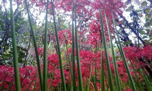 龙爪花的寓意与象征（展现力量与勇气的植物——龙爪花）