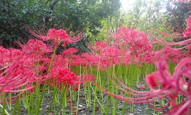 龙爪开花的神秘象征与预示（揭秘龙爪开花）