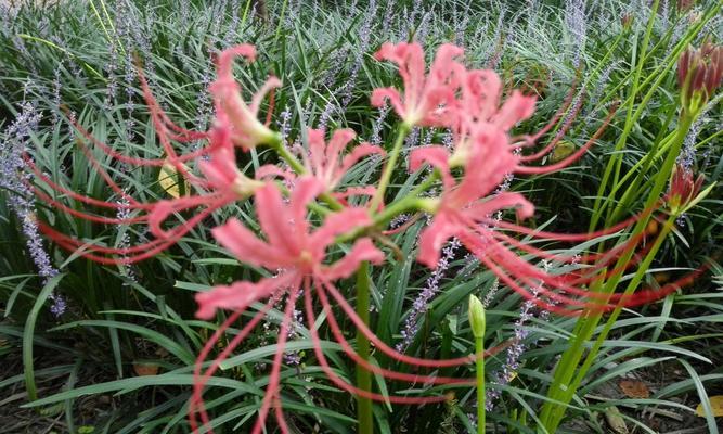 龙爪开花的神秘象征与预示（揭秘龙爪开花）