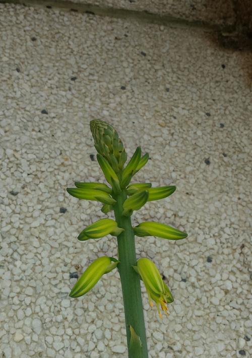 芦荟盛开的美丽寓意（揭示芦荟开花的奇妙魅力与深刻含义）