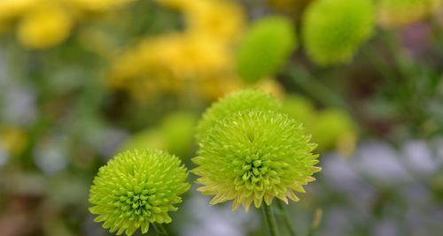 绿菊花的花语与寓意（用绿菊花传递生机与希望的神奇力量）