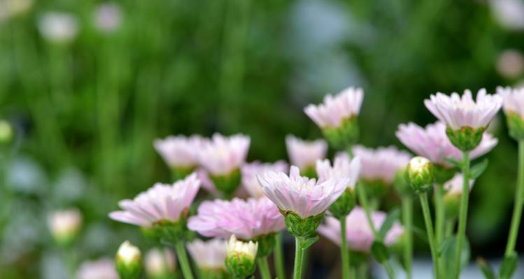 绿色菊花花语的意义与传承（探索绿色菊花的花语之谜）