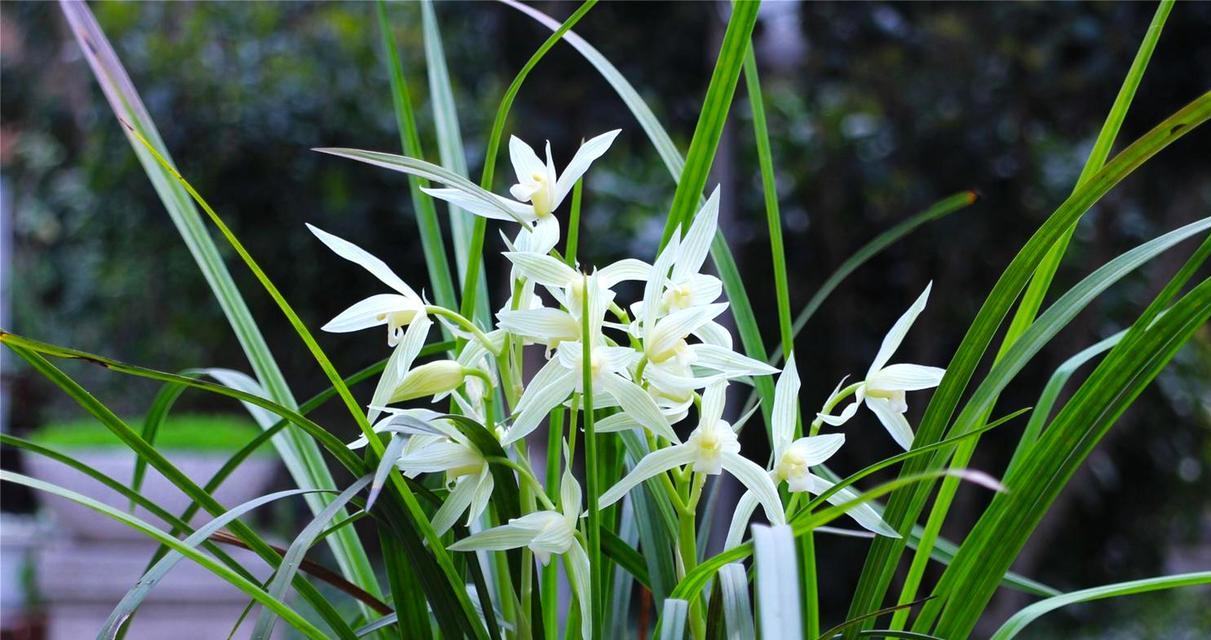 大雪素兰花如何种植（大雪素养殖方法与技巧）