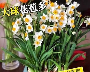 水培水仙花需要施肥吗（水培水仙花养殖方法讲解）