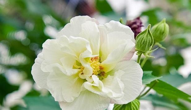 木芙蓉什么时候开花（木芙蓉花开花时间）