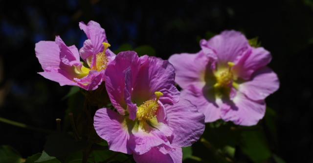 木芙蓉什么时候开花（木芙蓉花开花时间）