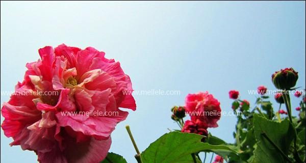 木芙蓉什么时候开花（木芙蓉花开花时间）