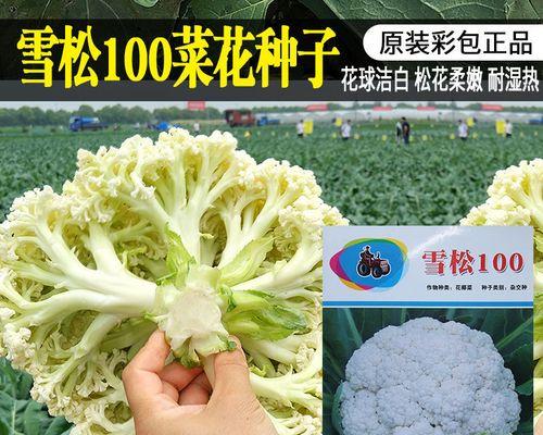 雪松种子什么时候种（雪松种植方法和时间）