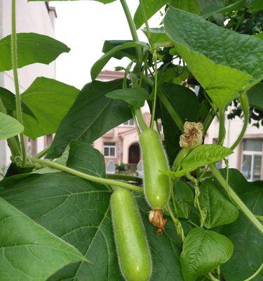 枫叶牡丹什么时候种植好（枫叶牡丹的种植方法讲解）