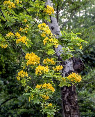 黄槐树花什么时候开花（有关黄槐树花期简介）