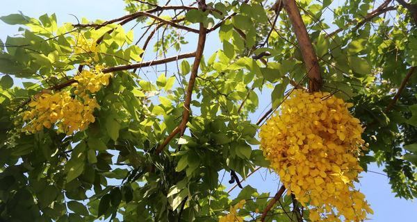 黄槐树花什么时候开花（有关黄槐树花期简介）