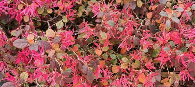 红花继木怎么种植（红花继木种植方法讲解）