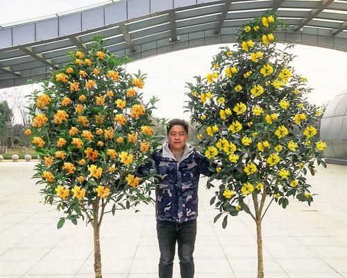 金桂花树苗怎么种植（详解桂花树扦插时间与方法）