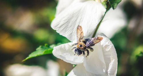 蜜蜂养殖入门教程（从入门到成功养殖蜜蜂）