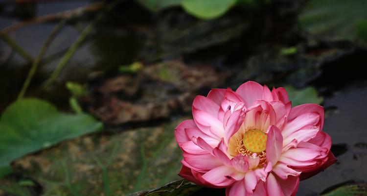 荷花花季是什么时候（有关荷花开花时间）