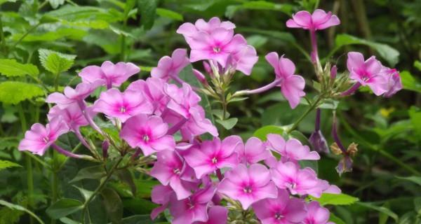 8月开什么花开花季节（关于七月代表性花朵）