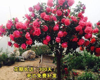 如何种月季花（月季花种植方法与技巧）