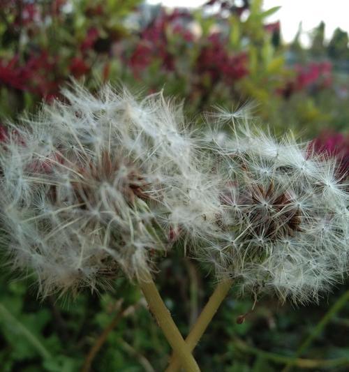 植物怎么样传播种子（盘点八种植物传播方式）