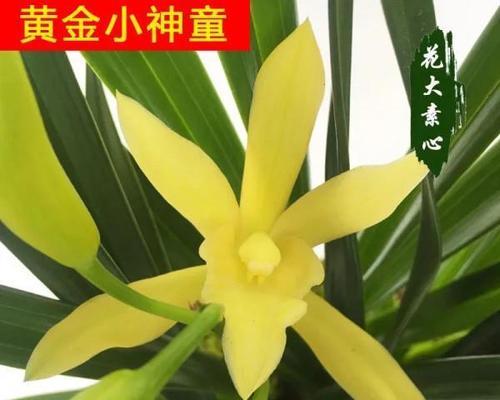 什么花适合在室内养（室内养的花卉排名）