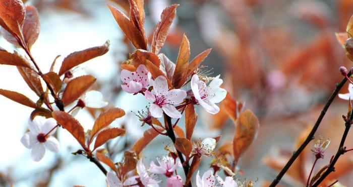 什么花春天开放（春天代表性的花）