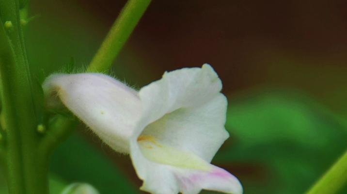 什么季节种芝麻最适合（芝麻的种植时间）