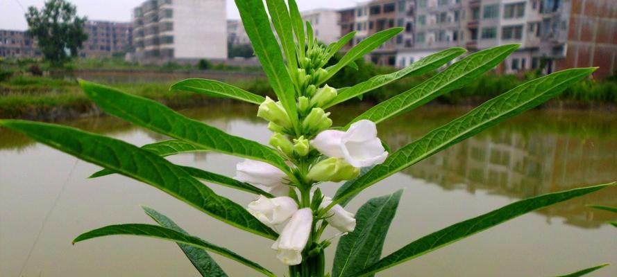 什么季节种芝麻最适合（芝麻的种植时间）