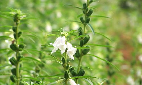 什么季节种芝麻最适合（芝麻的种植时间）